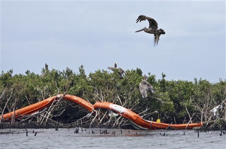 Birds fly over Mangrove Island, a delicate breading ground for Louisiana's brown pelicans located in Barataria Bay near Grand Isle, La., on Wednesday. Officials will be replacing a failed piece of equipment before plugging BP's broken well, sealing the oil in for good sometime after Sept. 6.